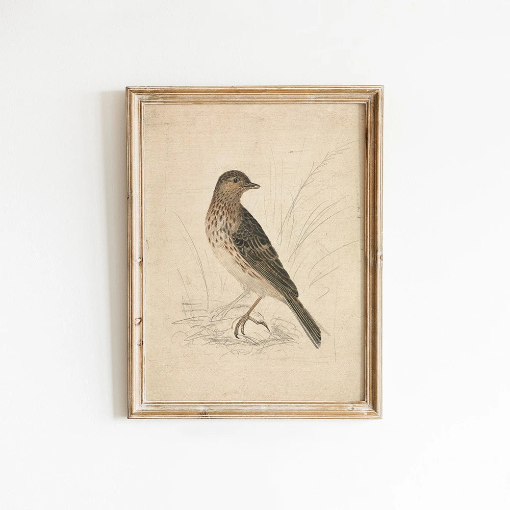 Vintage Bird Art Print Poster Antique Bird Sketch Wall Art Canvas Painting Vintage Country Bird Neutral Farmhouse Room Decor