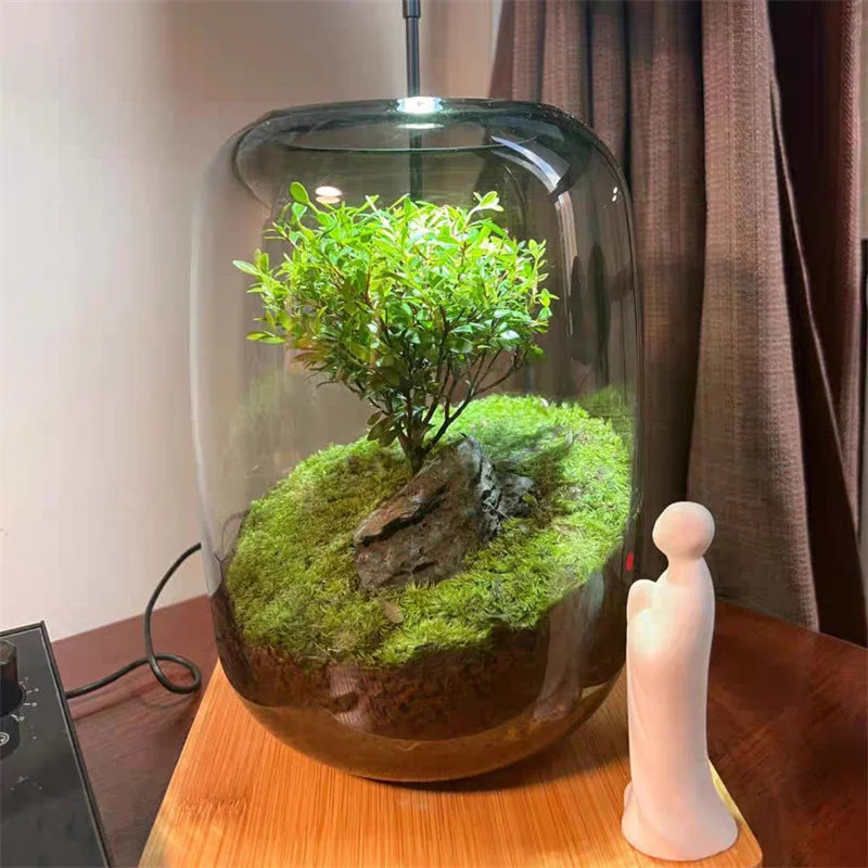 Creative Grey Glass Bottle, Landscaping Moss or Succulent Hydroponic Terrarium