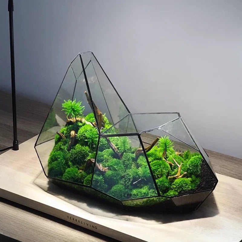 Glass Hydroponic Rainforest Terrarium, Geometric Moss Planter