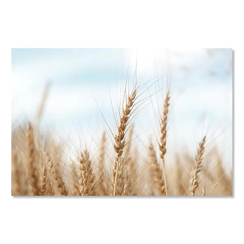 Beaches Weaves Ocean Seagulls Turtles Beautiful Canvas Paintings