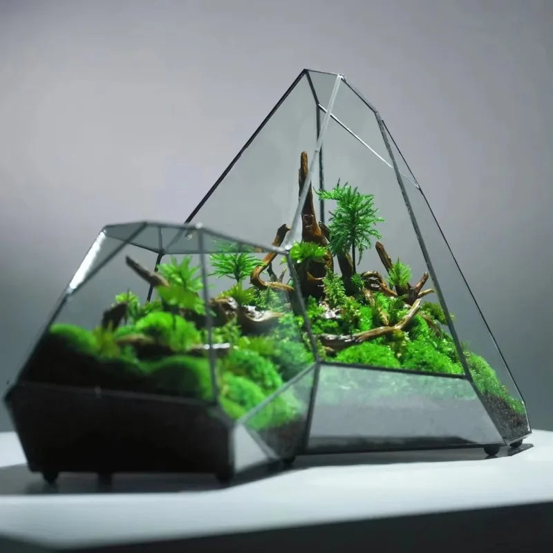 Glass Hydroponic Rainforest Terrarium, Geometric Moss Planter