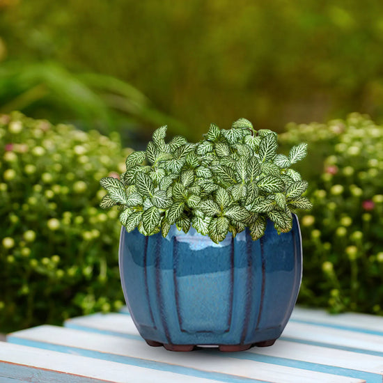 Ceramic Garden Planter Pots with Drainage Holes Designed for Home Use