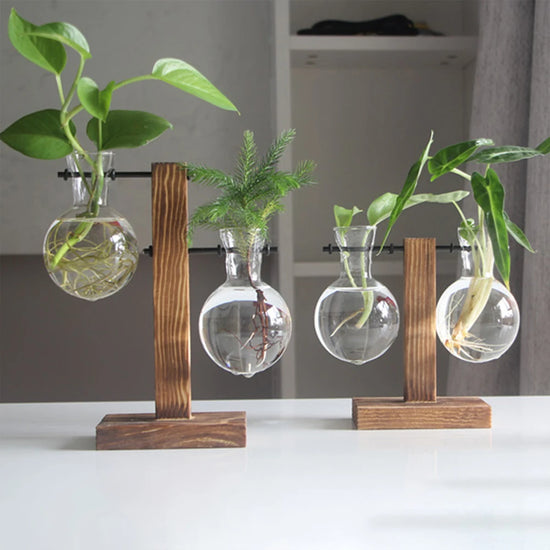 Wooden Stand With Glass Bulbs to Grow Plants Hydroponically
