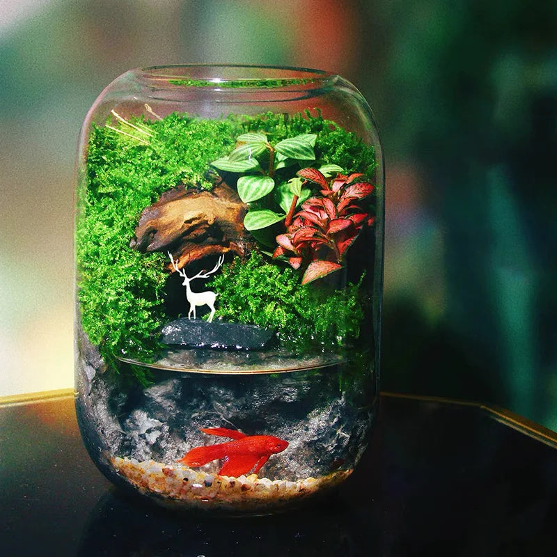 1PC Glass Vase, Uses Fish Tank, Moss Garden Display