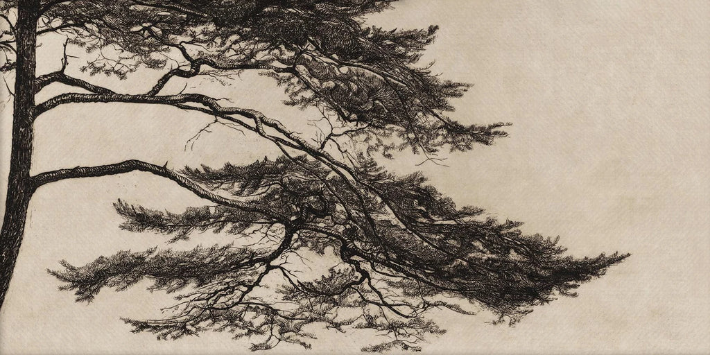Vintage Pine Branch Drawing Posters & Prints Canvas, Simple yet Elegant