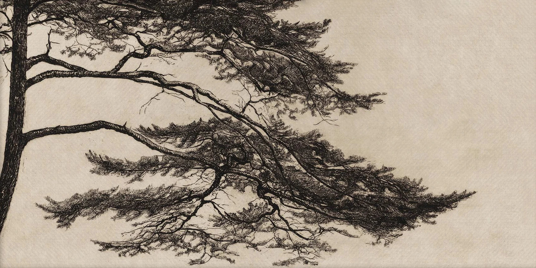 Vintage Pine Branch Drawing Posters & Prints Canvas, Simple yet Elegant
