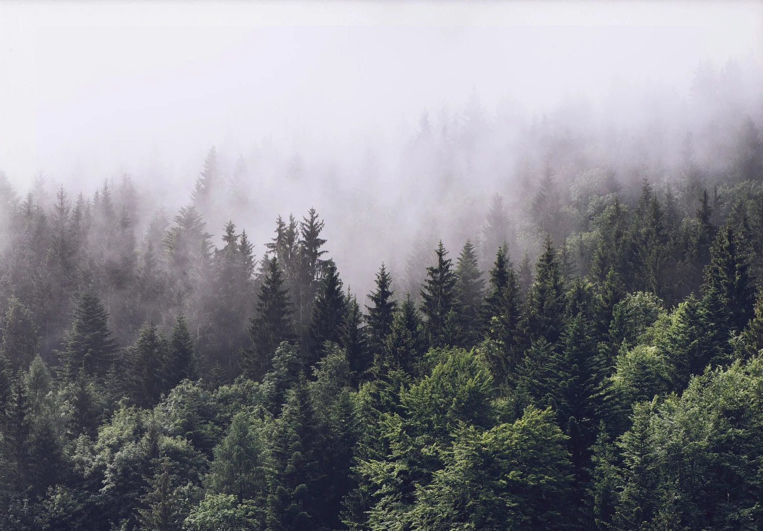 Foggy Mountain Green Forest Resting Waiting For The Sun Canvas