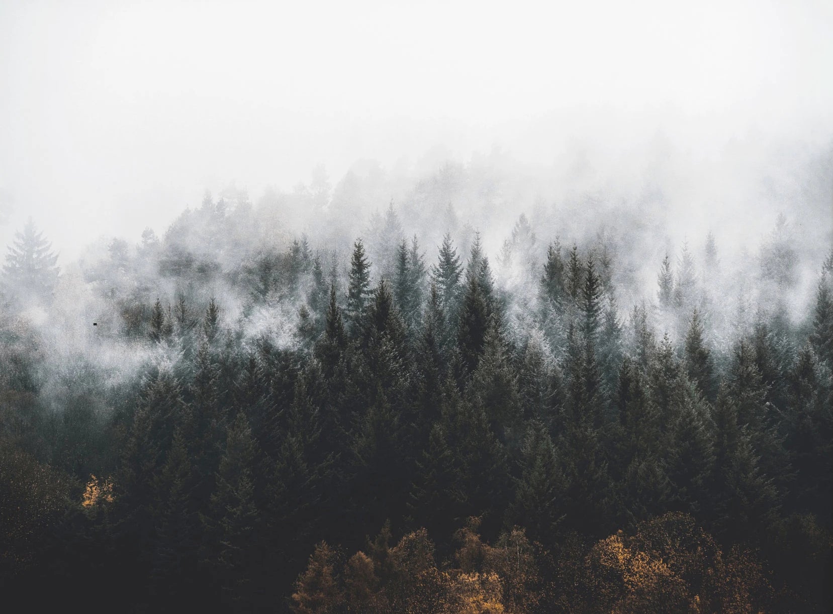 Foggy Mountain Green Forest Resting Waiting For The Sun Canvas