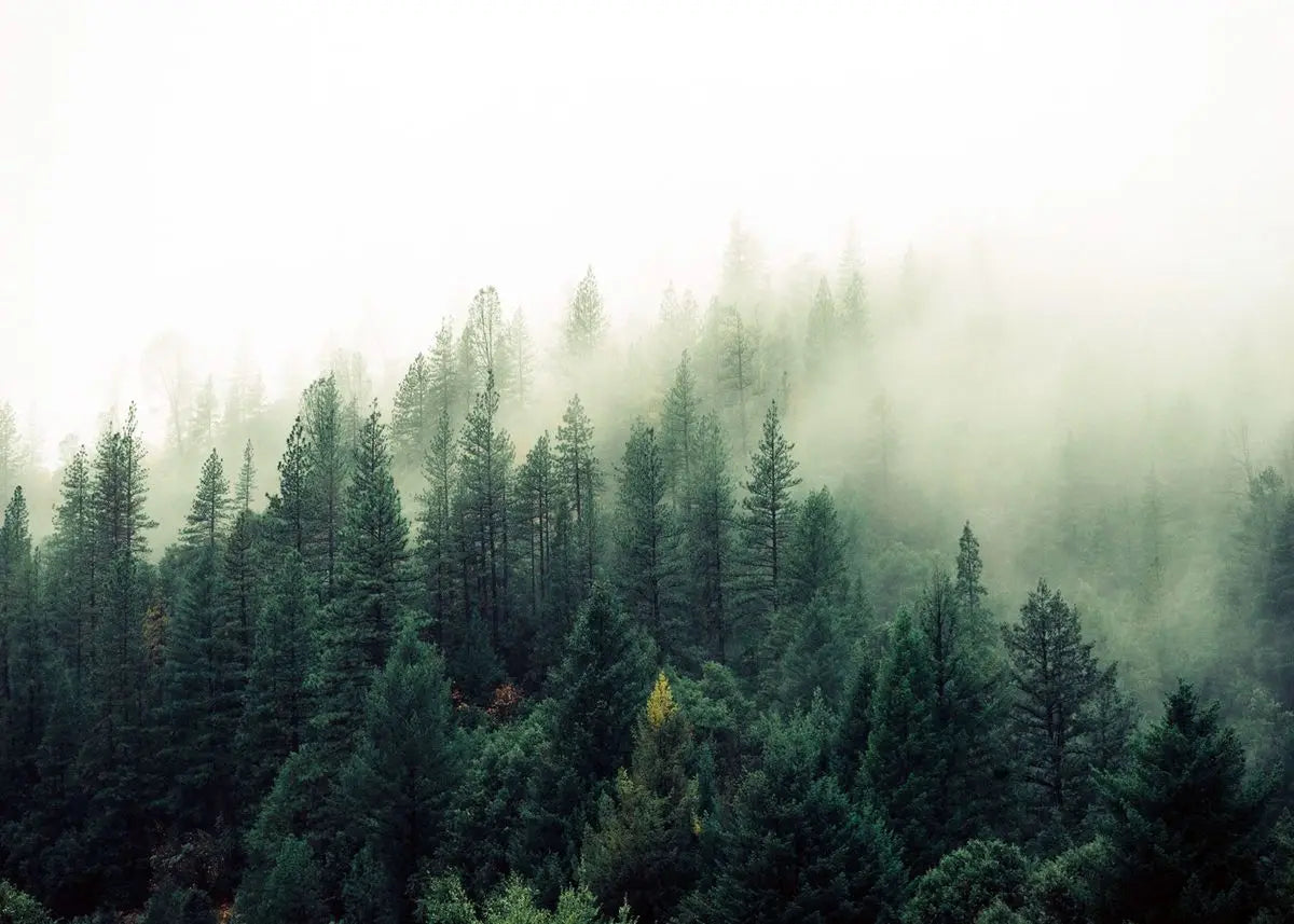 Green Forest Mountain Deep Blue Lake Bring Beauty Into Your Home