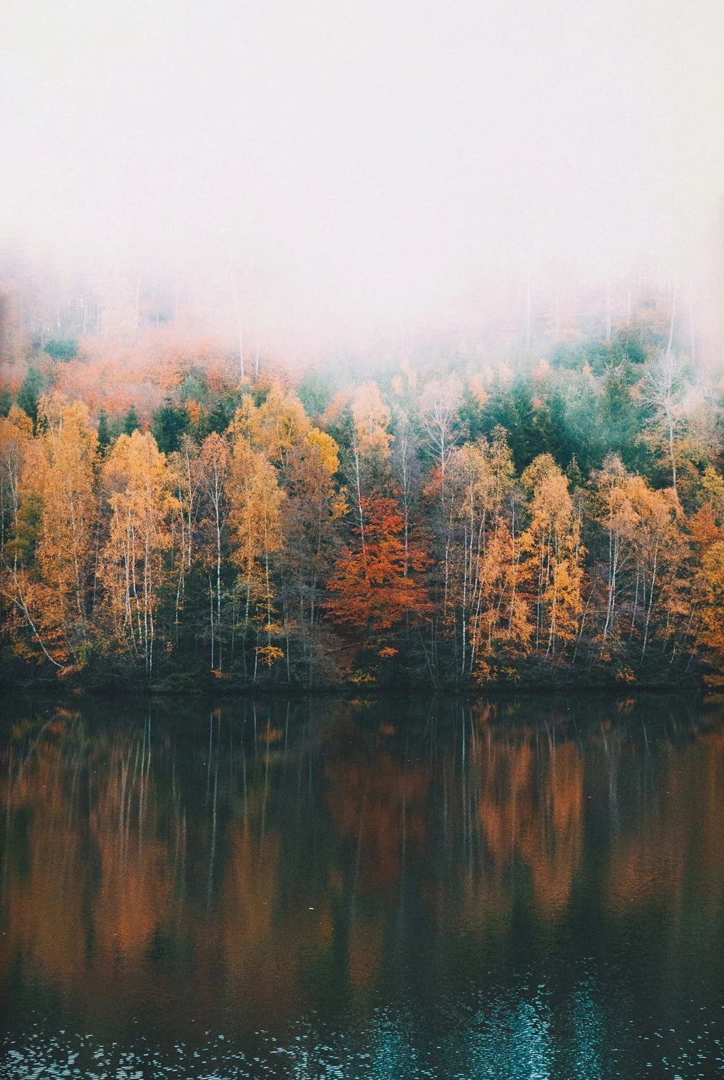 Foggy Mountain Green Forest Resting Waiting For The Sun Canvas