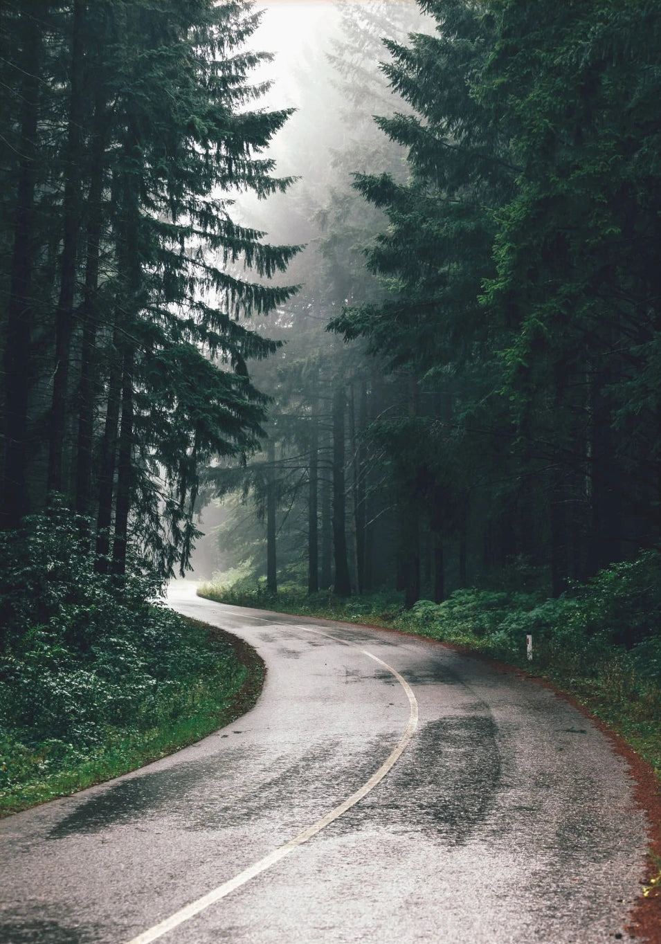 Foggy Mountain Green Forest Resting Waiting For The Sun Canvas