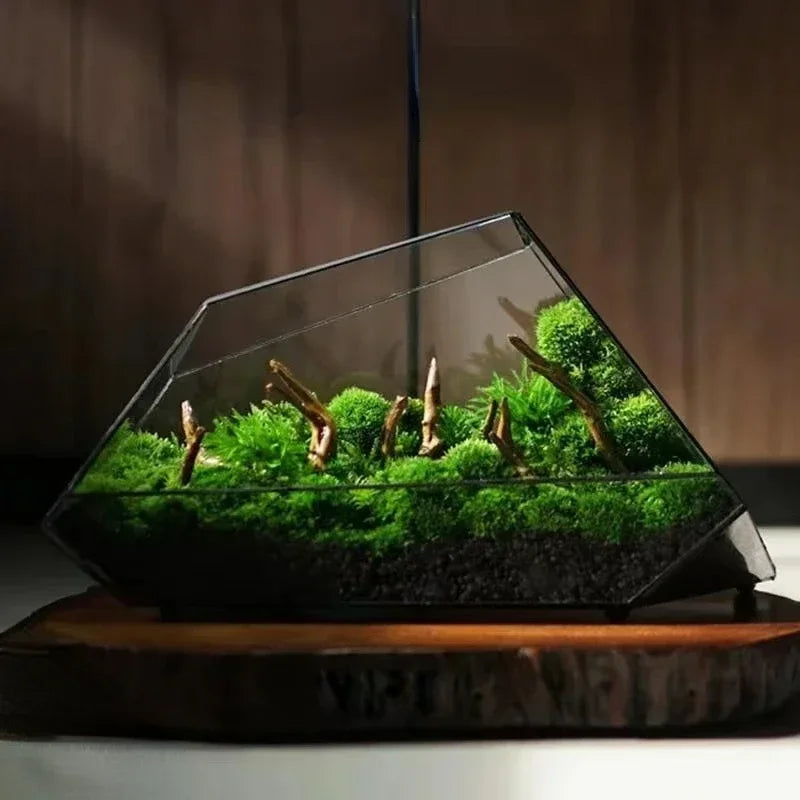 Glass Hydroponic Rainforest Terrarium, Geometric Moss Planter