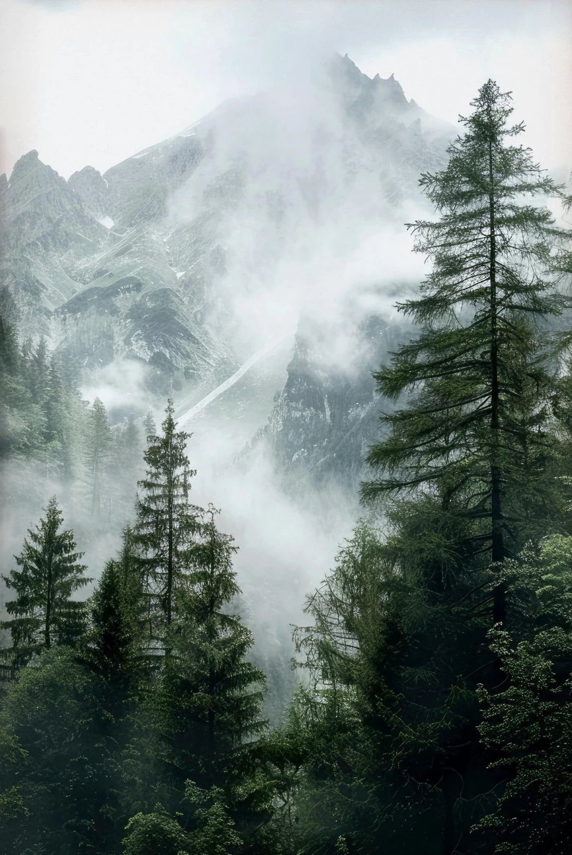 Foggy Mountain Green Forest Resting Waiting For The Sun Canvas