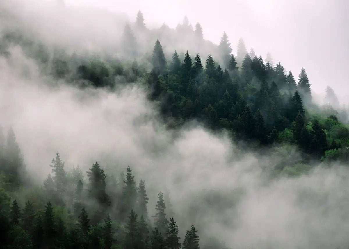 Green Forest Mountain Deep Blue Lake Bring Beauty Into Your Home